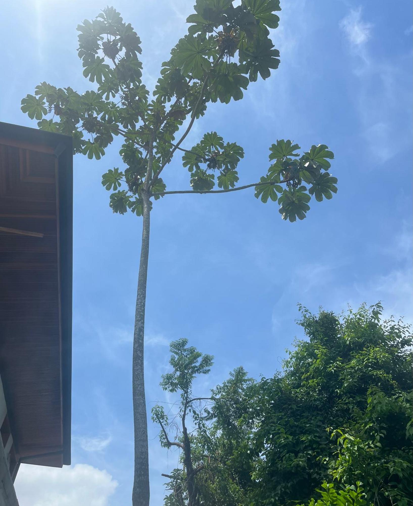 Casa Fiji - Suites Luxo - Praia De Itamambuca - Ao Lado Da Praia Ubatuba Dış mekan fotoğraf